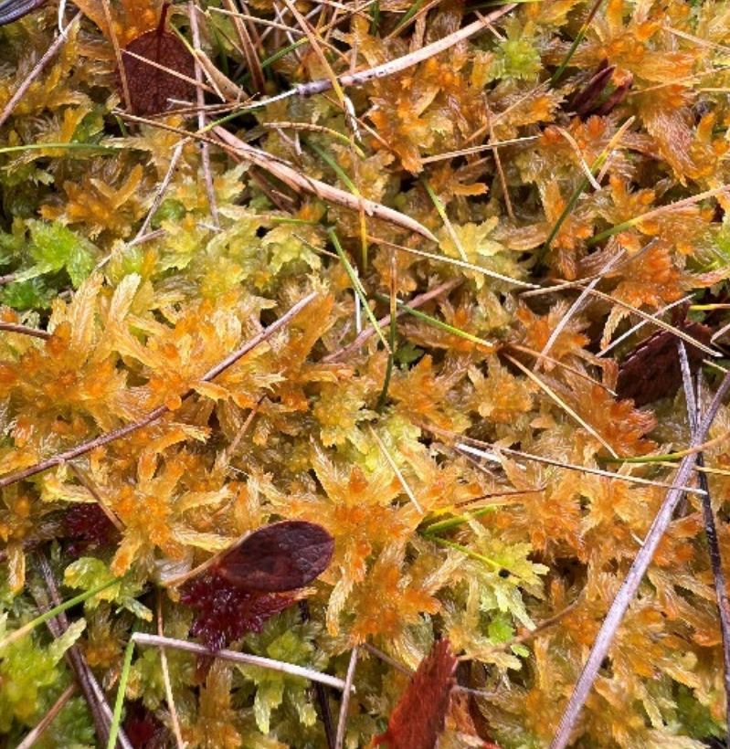 S. troendelagicum